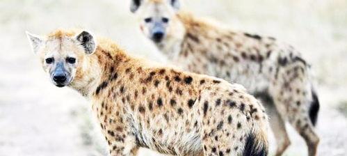 狮子吃狮子视频,揭秘狮王间的生死较量