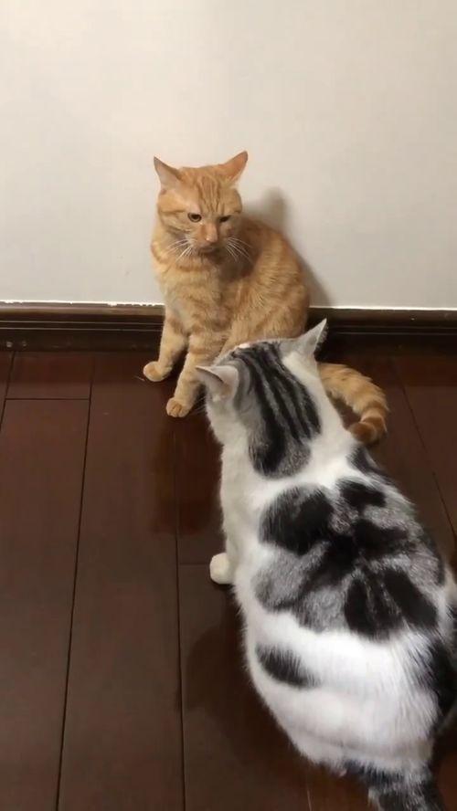 两只猫的视频,两只猫的欢乐视频大揭秘