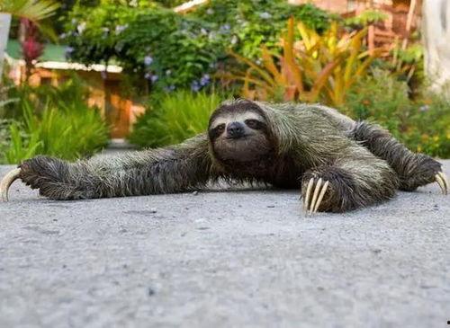 视频三区野鸡网一,一场网络陷阱的生存游戏